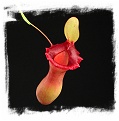 Nepenthes ventricosa {red form} (20s)