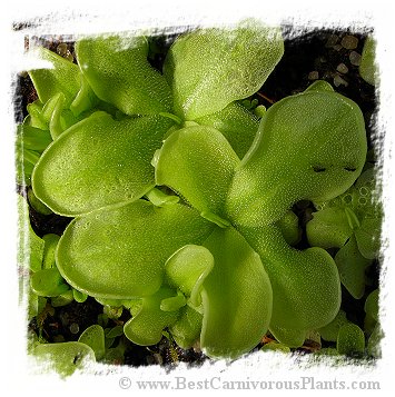 Pinguicula albida {Cuba} / 3+ unacclimatized plant directly from in-vitro