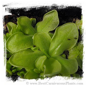 Pinguicula albida {Cuba} / 3+ unacclimatized plant directly from in-vitro