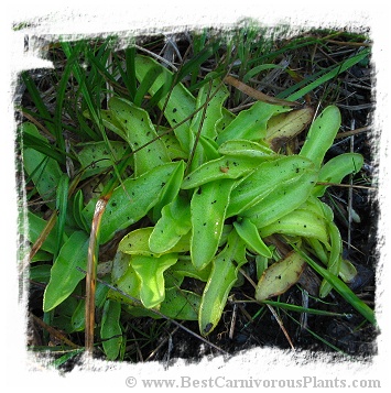 Pinguicula bohemica / 1+ plants