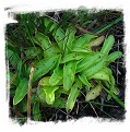 Pinguicula bohemica / 1+ plants