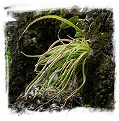 Pinguicula calderoniae {Llano del Conecho, San Luis Potosi, Mexico} / 2+ plants