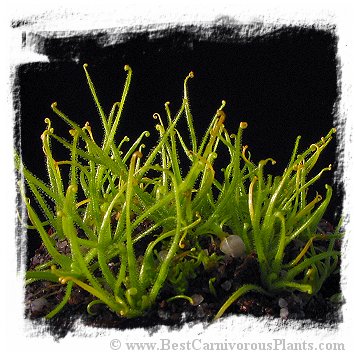 Pinguicula filifolia {violet flower, Cuba} / 3+ plants