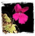 Pinguicula hemiepiphytica / 2+ plants