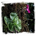 Pinguicula hemiepiphytica {Ixtlan de Juarez, Oaxaca, Mexico} / 2+ plants