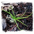 Pinguicula heterophylla {Concepcion Papalo, Mexico} / 2+ plants