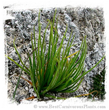 Pinguicula heterophylla {Concepcion Papalo, Mexico} / 2+ plants