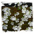 Pinguicula immaculata / 3+ plants