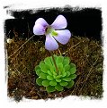 Pinguicula jaumavensis {L90-14} / 2+ plants