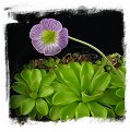 Pinguicula kondoi {=P. reticulata, Aramberii, Nuevo Leon, Mex.} / 2+ plants