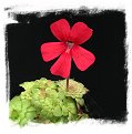 Pinguicula laueana {Crimson Red Flower} / 2+ plants