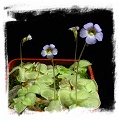 Pinguicula lilacina {La Florida, Mexico} (15s)