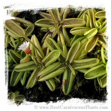 Pinguicula lusitanica {La Fleche, Sarthe, France} / 3+ plants