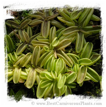 Pinguicula lusitanica {La Fleche, Sarthe, France} / 3+ plants