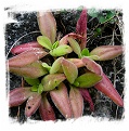 Pinguicula martinezii / 2+ plants