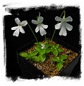 Pinguicula moranensis var. alba {pure white flower; Molango, Mexico} / 2+ plants