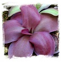 Pinguicula moranensis f. rosei {Japanese strain} / 1+ plant