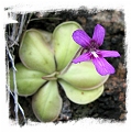 Pinguicula moranensis {near Huajuapan, Oaxaca, Mexico} / 2+ plants