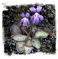 Pinguicula moranensis {Molango, Hidalgo, Mexico} / 2+ plants