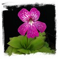 Pinguicula moranensis {SUPERBA} / 1+ plants