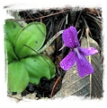 Pinguicula moranensis {near San Pablo Villa de Mitla, Oaxaca, Mexico} / 2+ plants