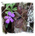 Pinguicula moranensis {near Santa Catarina Juquila, Oaxaca, Mexico}  / 2+ plants