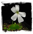 Pinguicula moranensis var. alba {pure white flower; 25 km from San Cristobal, Mexico} / 2+ plants