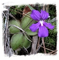 Pinguicula moranensis {Zacatlan, Puebla, Mexico} / 1+ plants