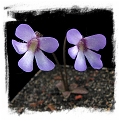 Pinguicula parvifolia / 1+ plant