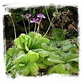 Pinguicula rectifolia {Huajuapan, Oaxaca, Mexico} / 2+ plants