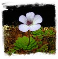 Pinguicula rotundiflora / 3+ plants