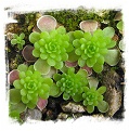 Pinguicula spec. El Mirador / 1+ plant