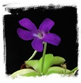 Pinguicula spec. Sumidero II. / 2+ plants