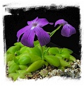 Pinguicula spec. Sumidero I. / 2+ plants