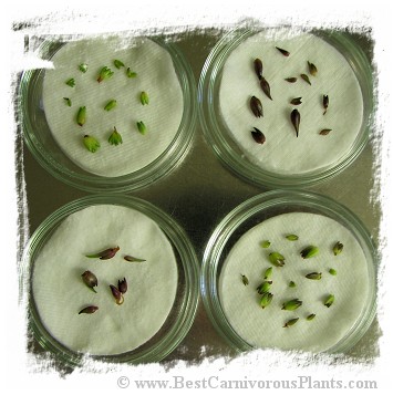 Pinguicula spec. Temperate {mix of species and hybrids}