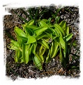 Pinguicula vulgaris {mixed with var. bicolor, near Ruzomberok, NW Slovakia, 580m asl.} (30s) 