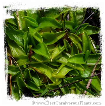 Pinguicula vulgaris {Ireland} / 2+ plants