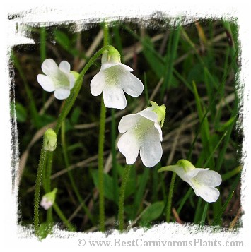 Pinguicula vulgaris {white flower, Slovakia} / 2+ plants