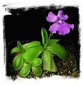 Pinguicula zecheri / 2+ plants