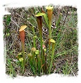 Sarracenia alata (20s)