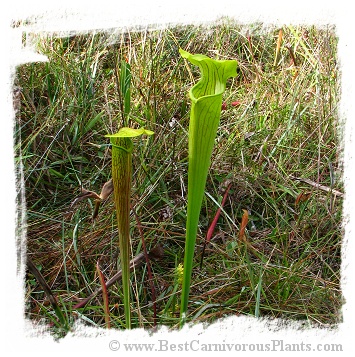 Sarracenia alata {St. Tammany Parish, Louisiana, USA} (12s)
