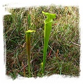 Sarracenia alata {St. Tammany Parish, Louisiana, USA} (12s)