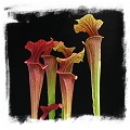 Sarracenia flava var. atropurpurea {and var. rubricorpora, mix} (15s)