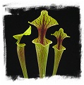 Sarracenia flava var. ornata {mix of different forms} (20s)