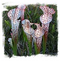 Sarracenia leucophylla {red forms mix} (20s)