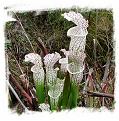 Sarracenia leucophylla var. alba {mix of different forms} (20s)