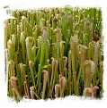 Sarracenia minor (20s)