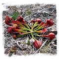 Sarracenia psittacina {Citronelle, Washington Co., AL, USA} / 5-10 cm