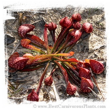 Sarracenia psittacina {Blackwater River SF, Santa Rosa Co., FL, USA} / 5-10 cm