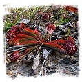 Sarracenia psittacina {Apalachicola, Wakulla Co., FL, USA} / 5-10 cm